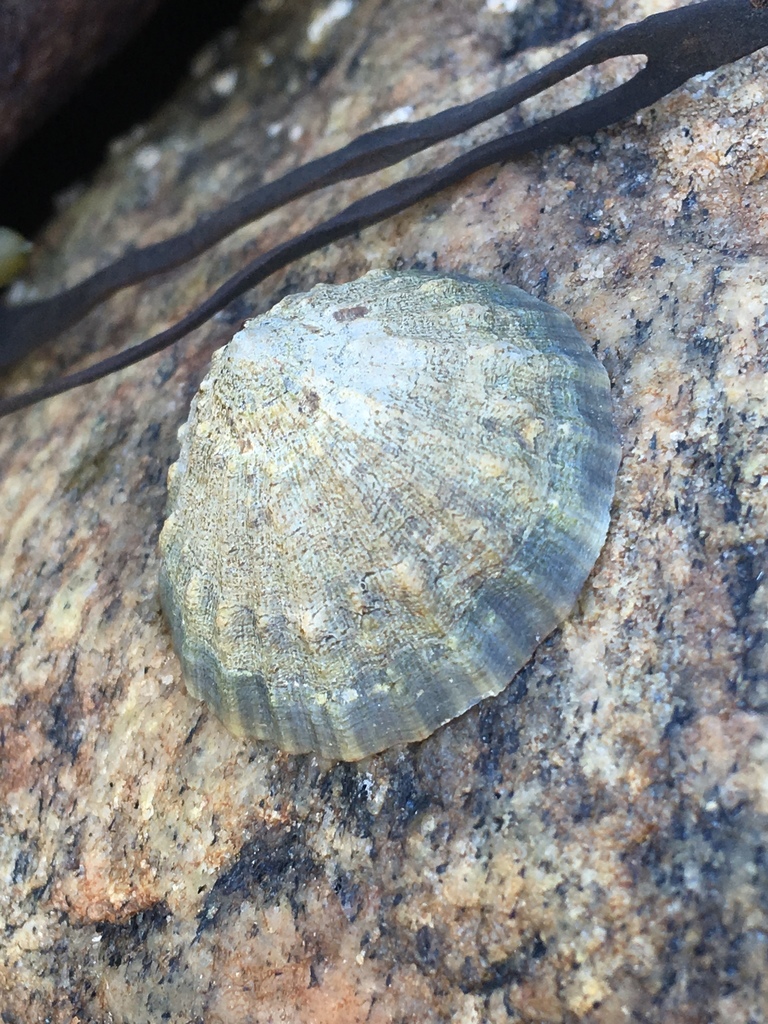 Common European Limpet
