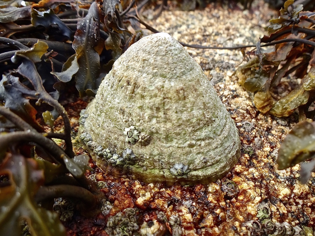 Common European Limpet