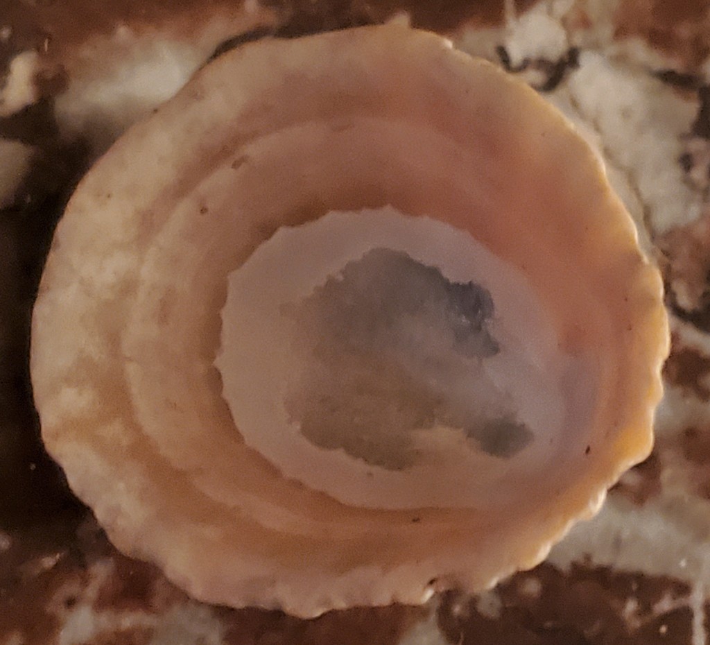 Common European Limpet