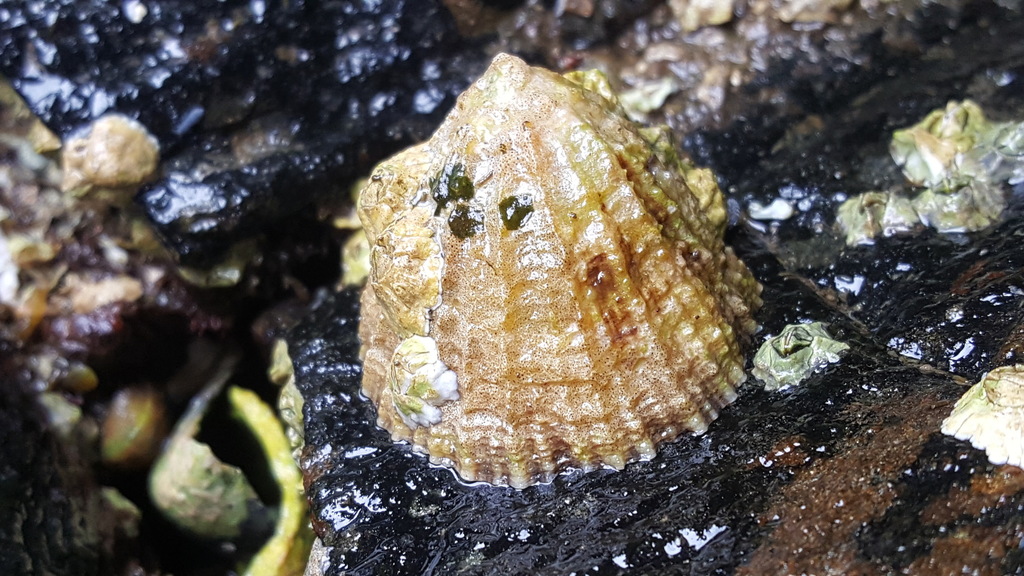 Common European Limpet