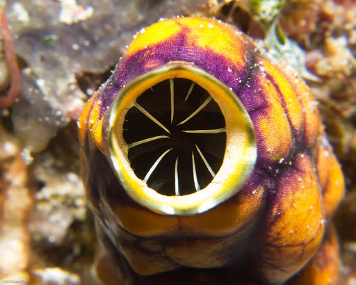 Golden Sea Squirt