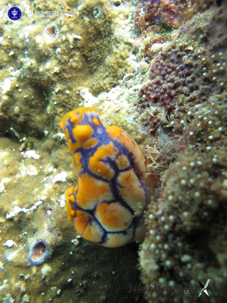 Golden Sea Squirt