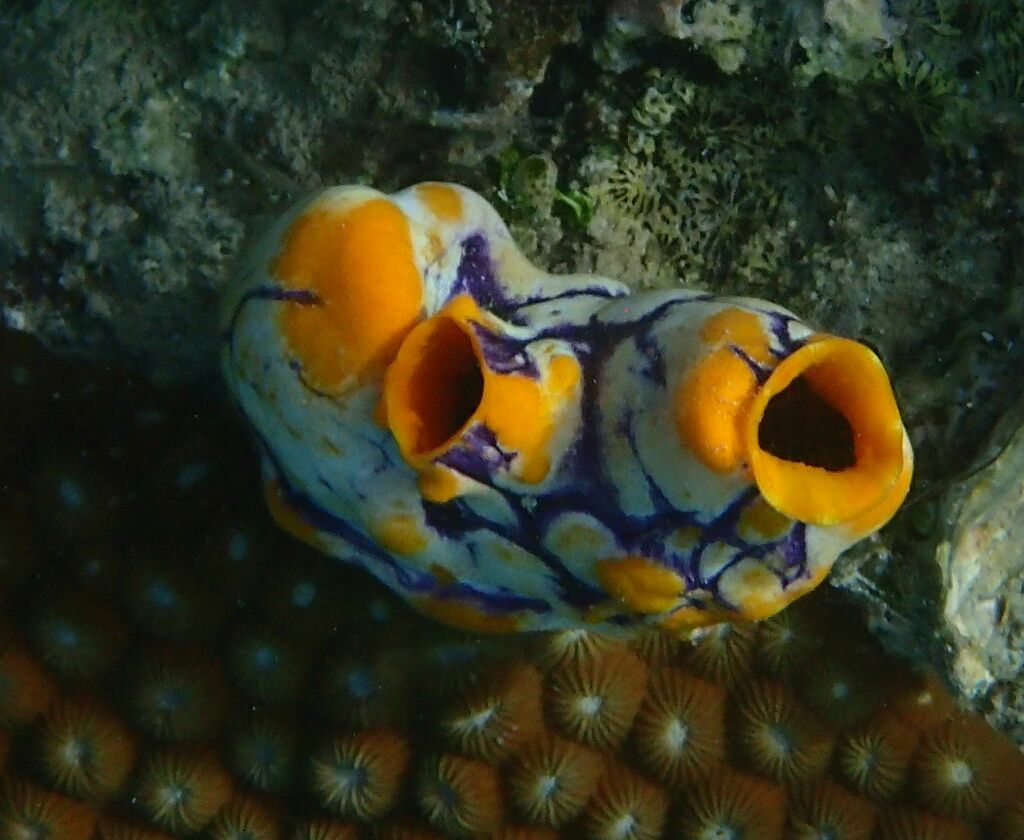 Golden Sea Squirt