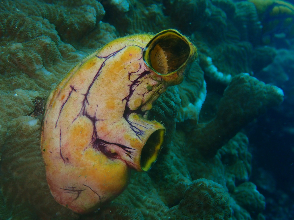 Golden Sea Squirt
