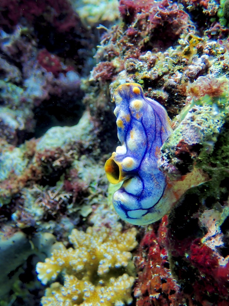 Golden Sea Squirt