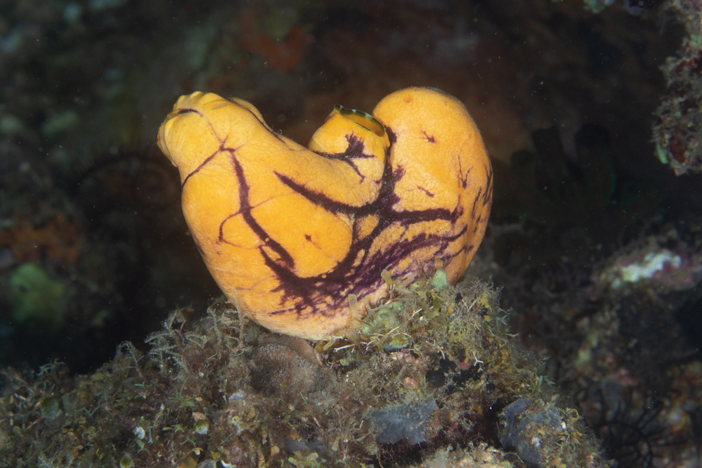 Golden Sea Squirt