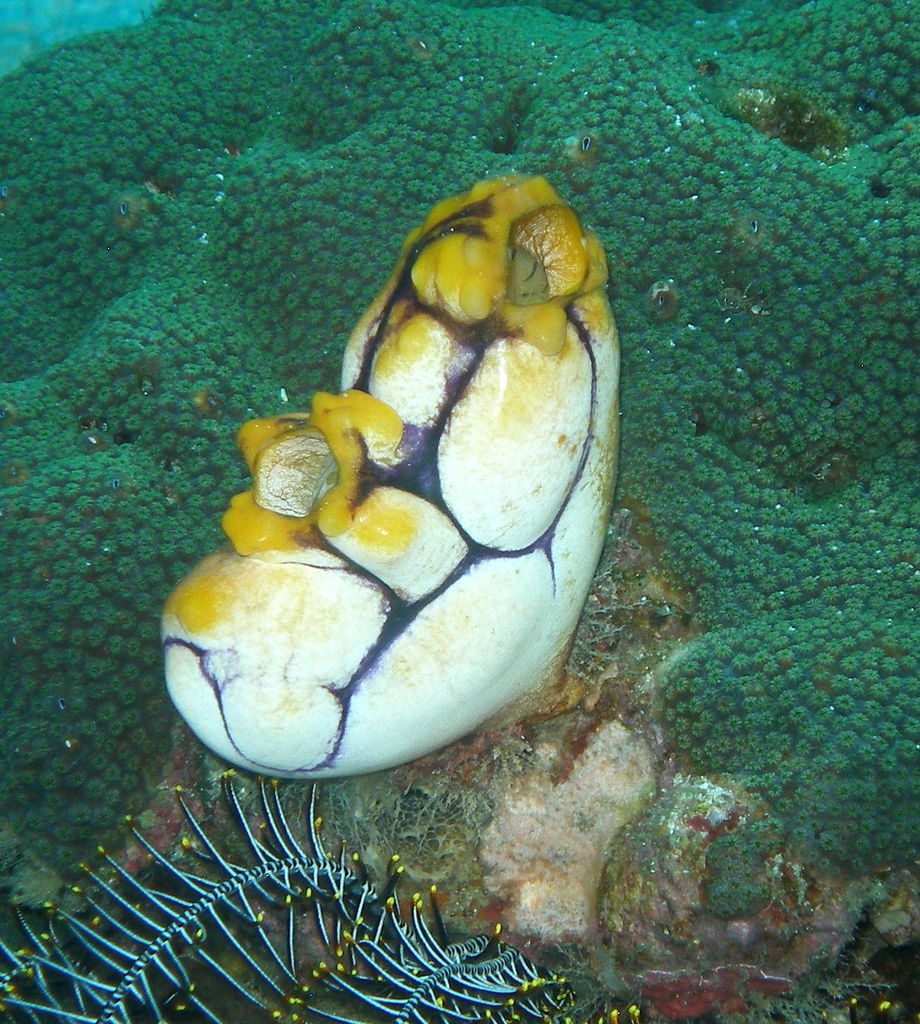 Golden Sea Squirt