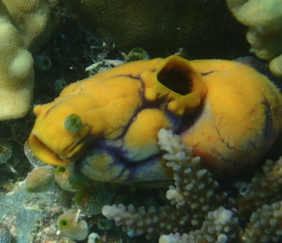 Golden Sea Squirt