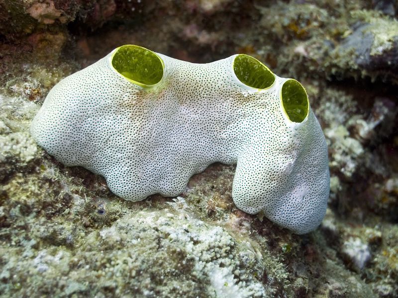 Green Barrel Sea Squirt
