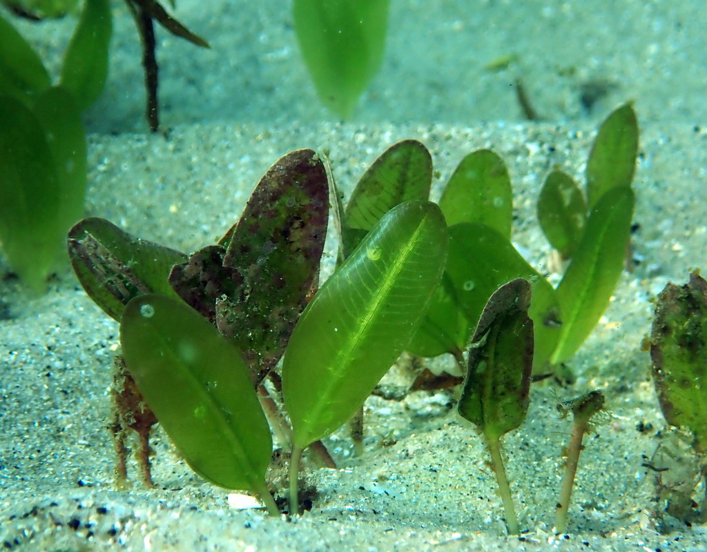 Caribbean Seagrass