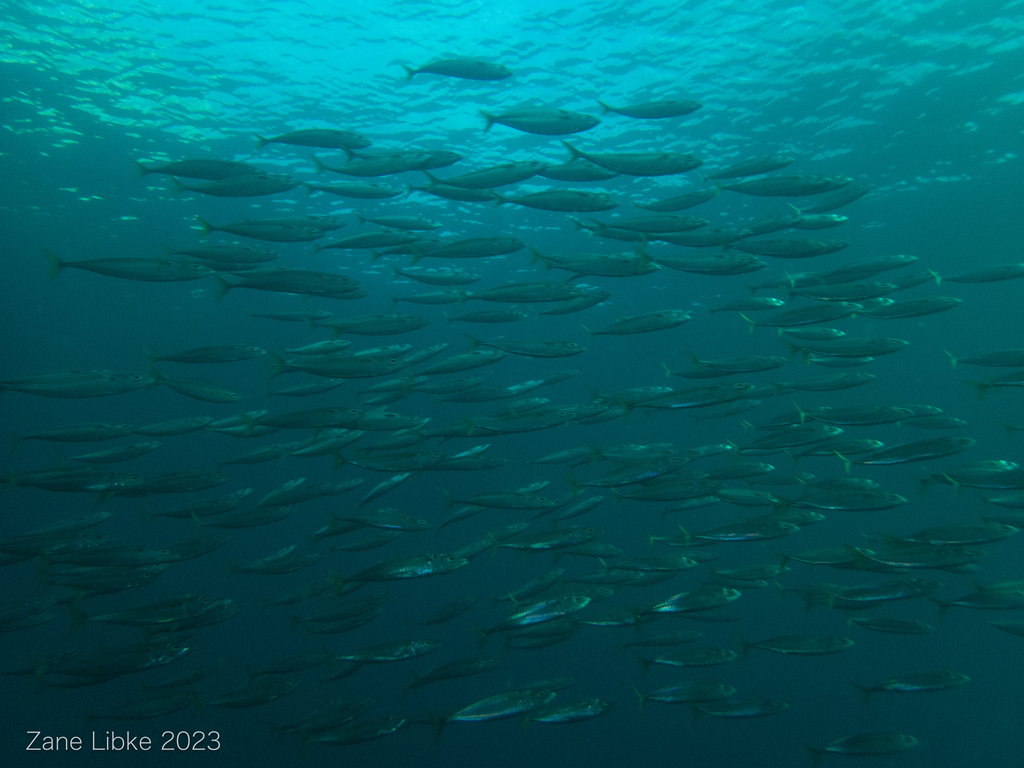 Atlantic Chub Mackerel