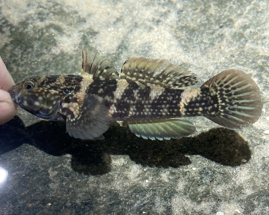 Frillfin Goby