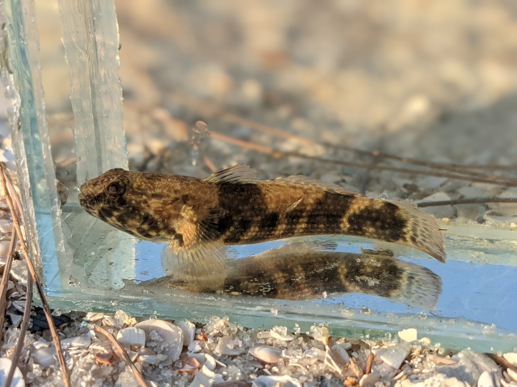 Frillfin Goby