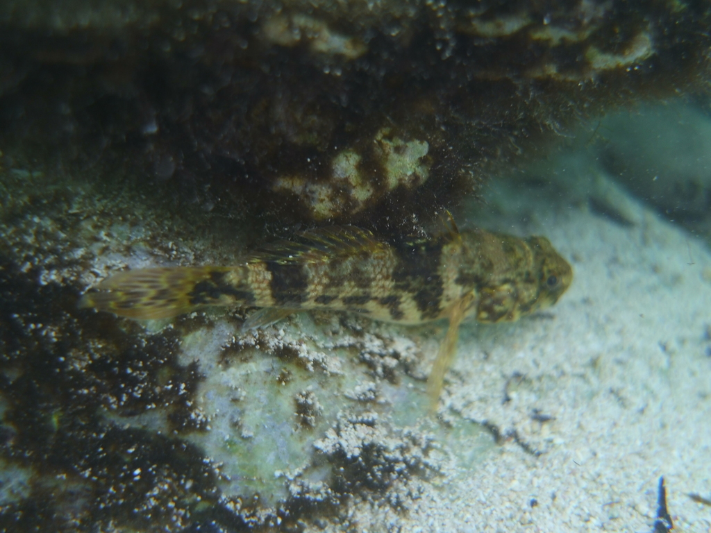 Frillfin Goby