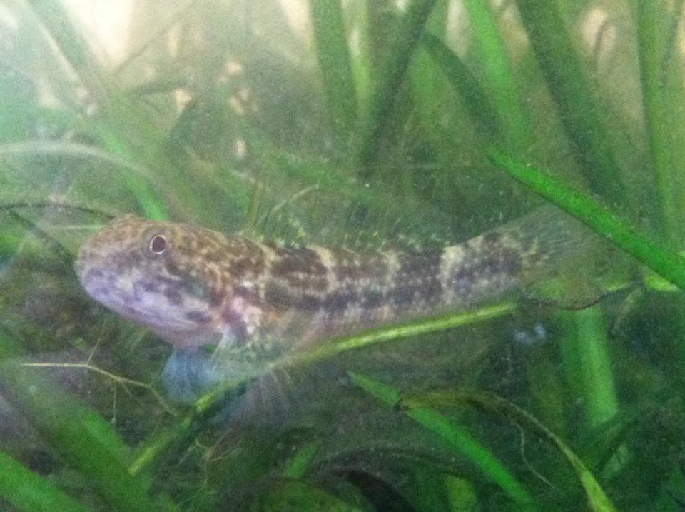 Frillfin Goby