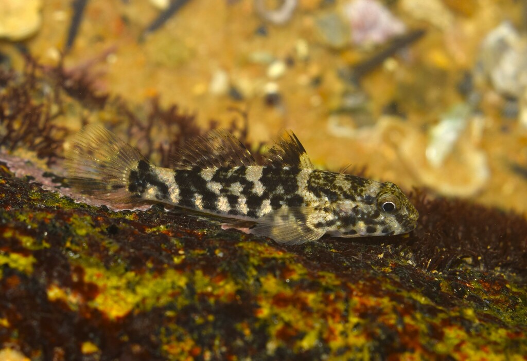 Frillfin Goby