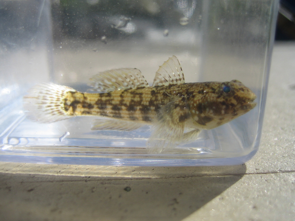 Frillfin Goby