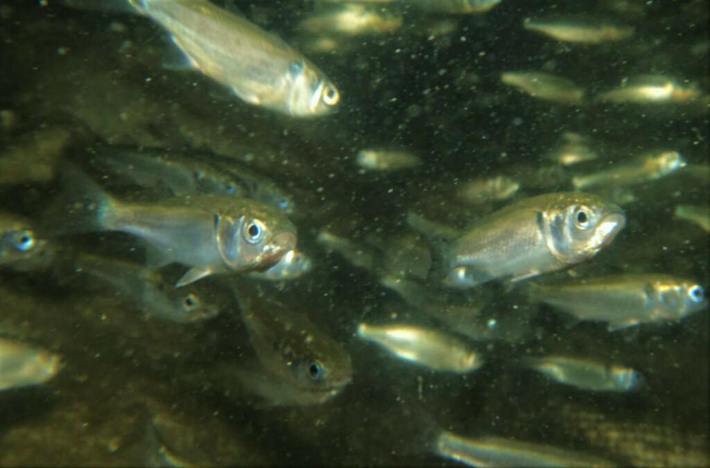 White Mullet