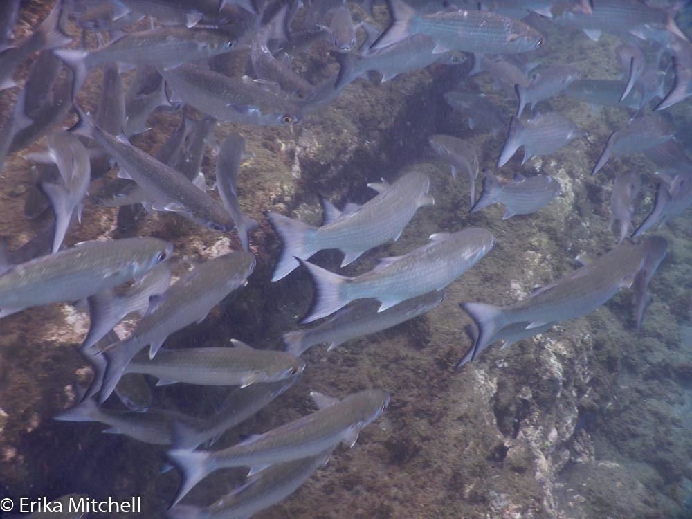 White Mullet