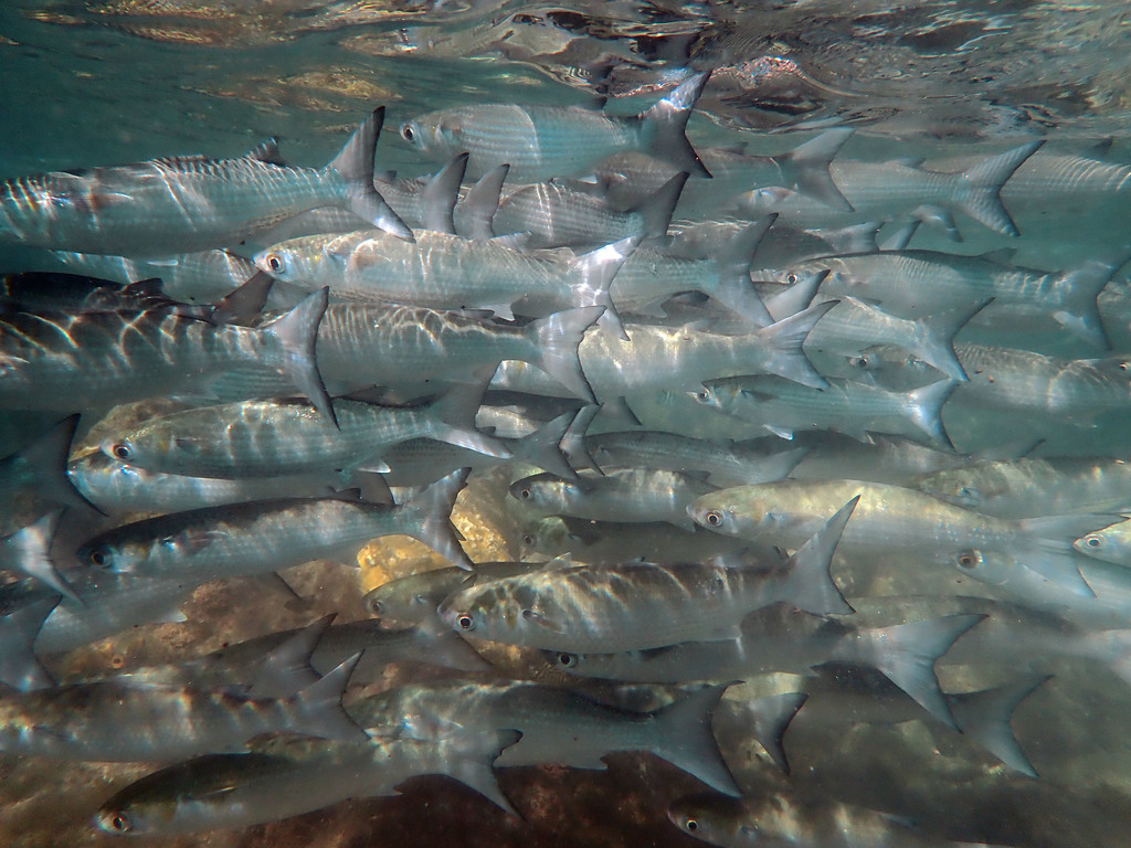 White Mullet