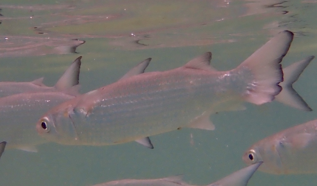 White Mullet