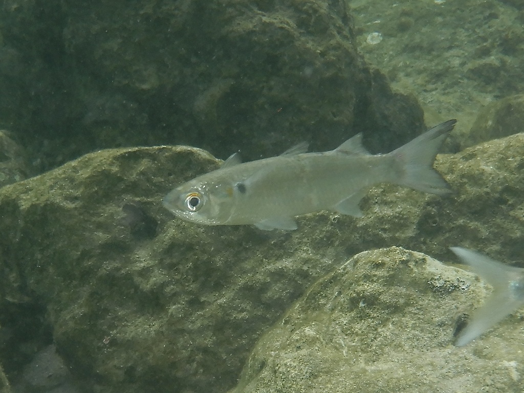 White Mullet