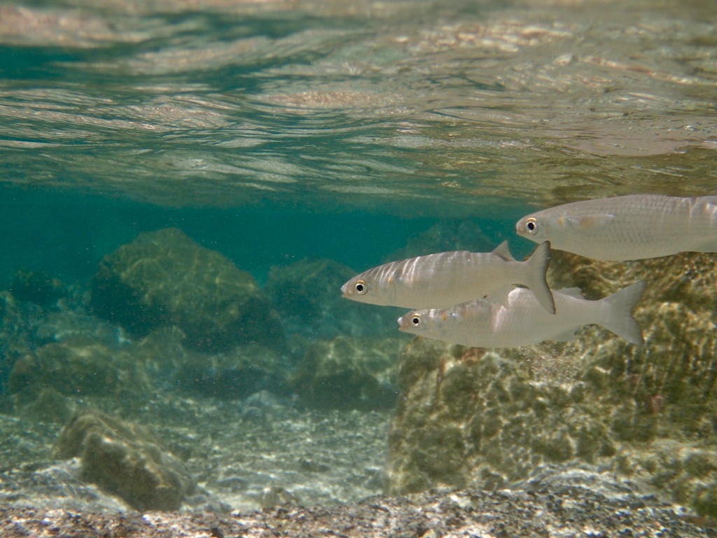 White Mullet