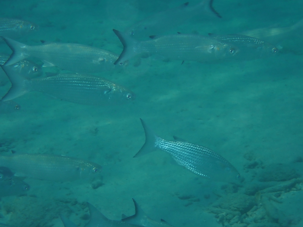 White Mullet