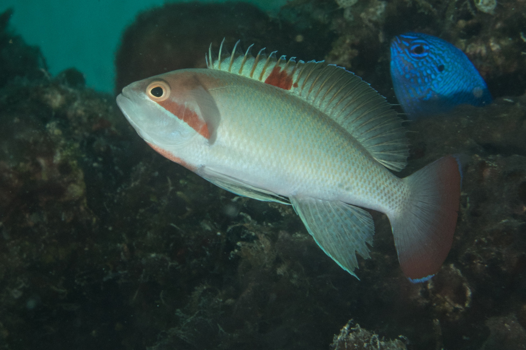 Anthias trapu