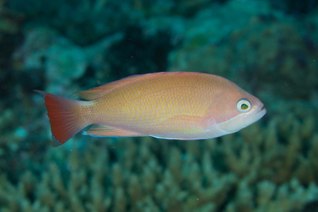 Anthias trapu