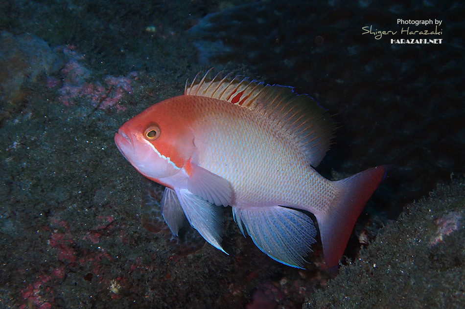 Anthias trapu