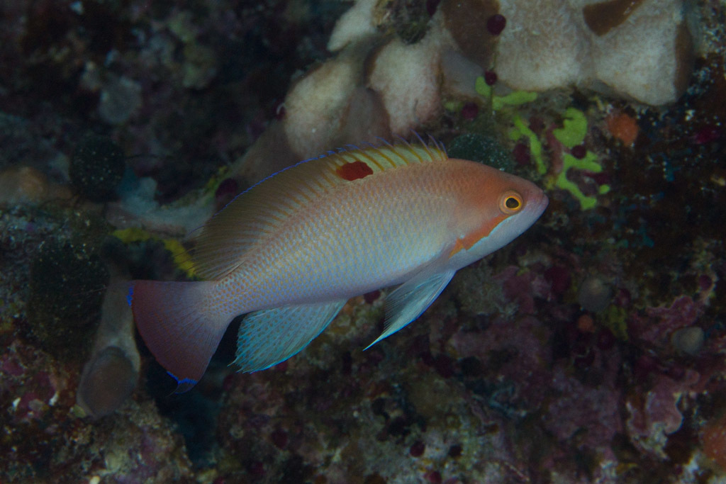 Anthias trapu