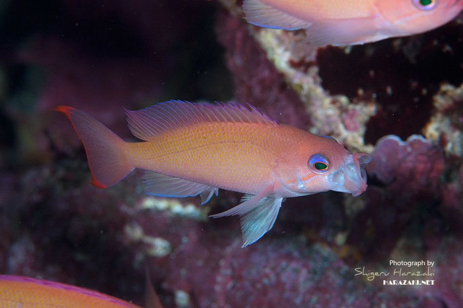 Anthias trapu