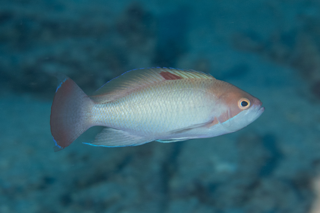 Anthias trapu