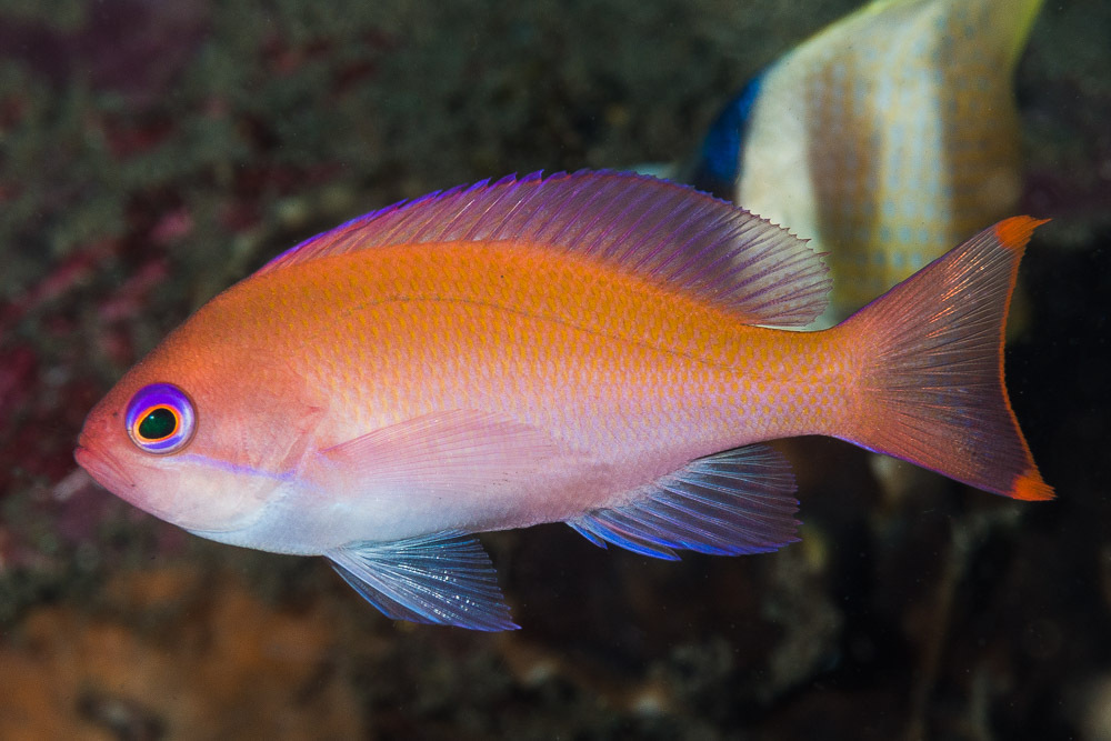Anthias trapu