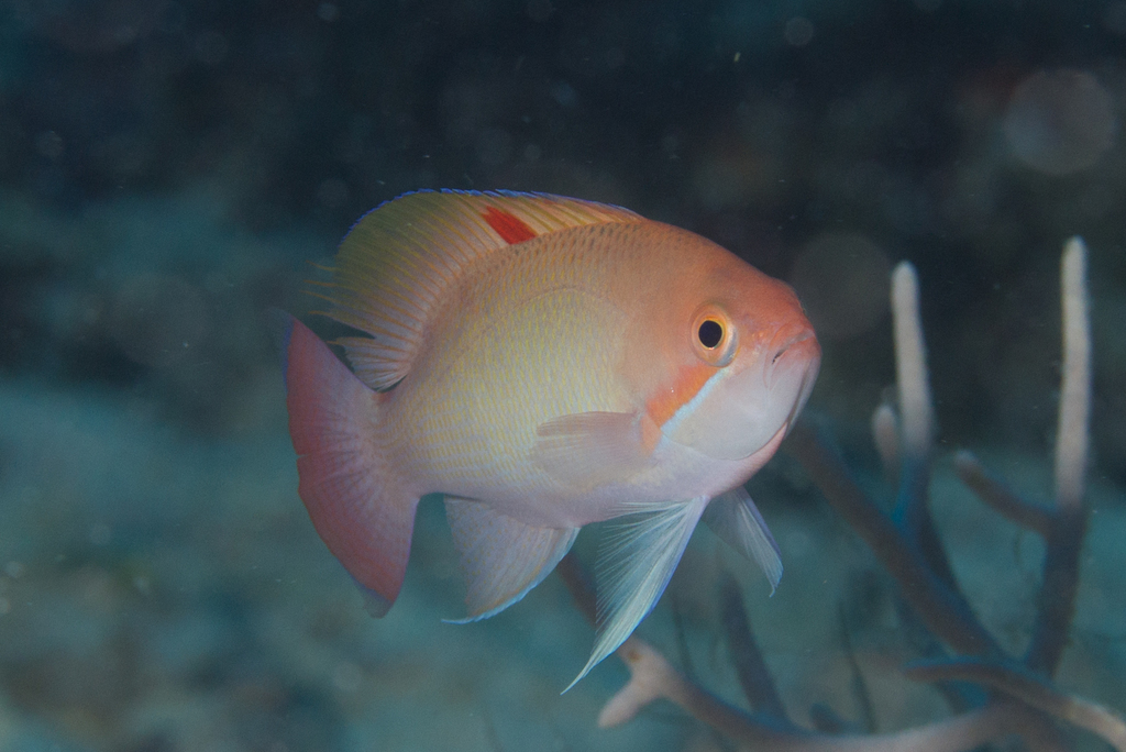Anthias trapu