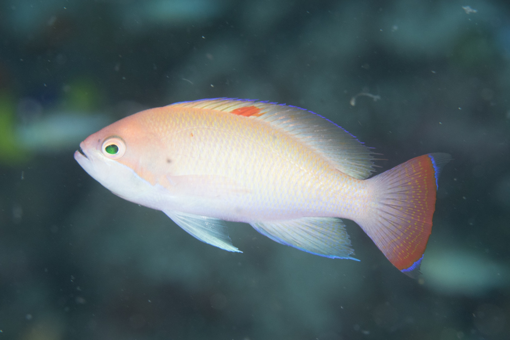 Stocky Anthias
