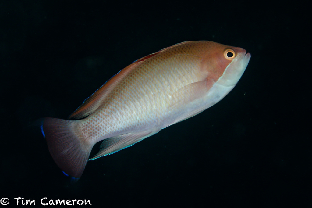 Anthias trapu