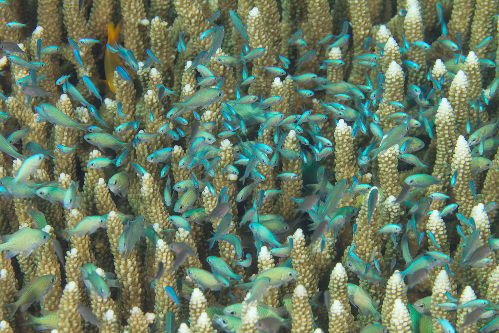 Chromis vert