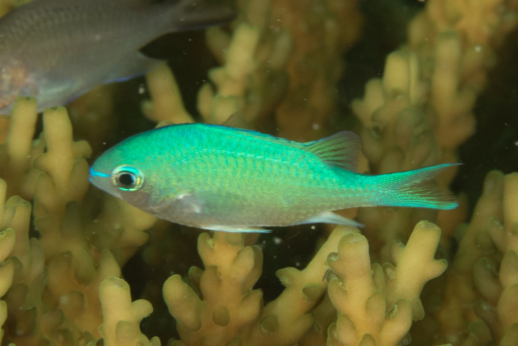 Chromis vert