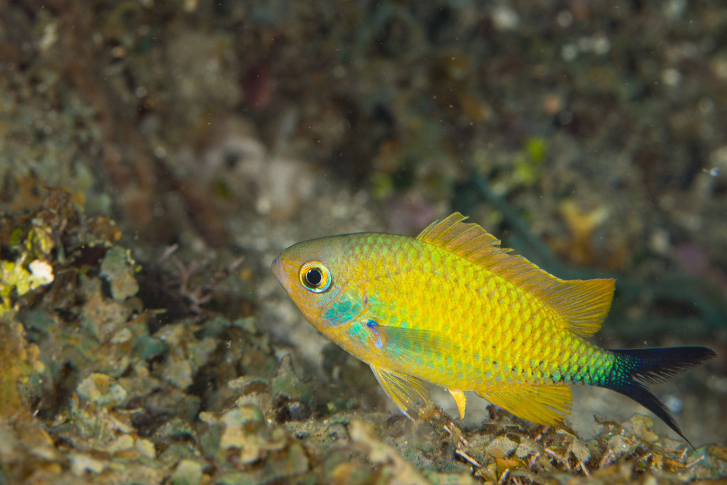 Chromis vert