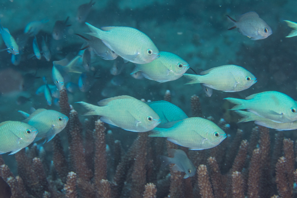 Chromis vert