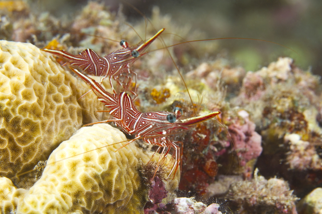 Durban dancing shrimp