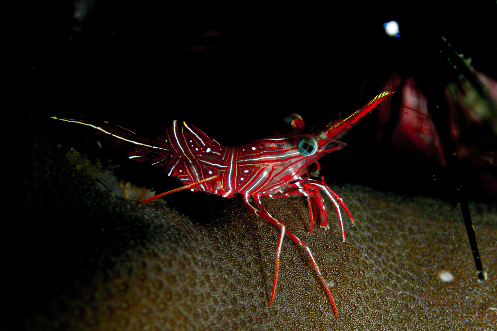 Crevette danseuse de Durban