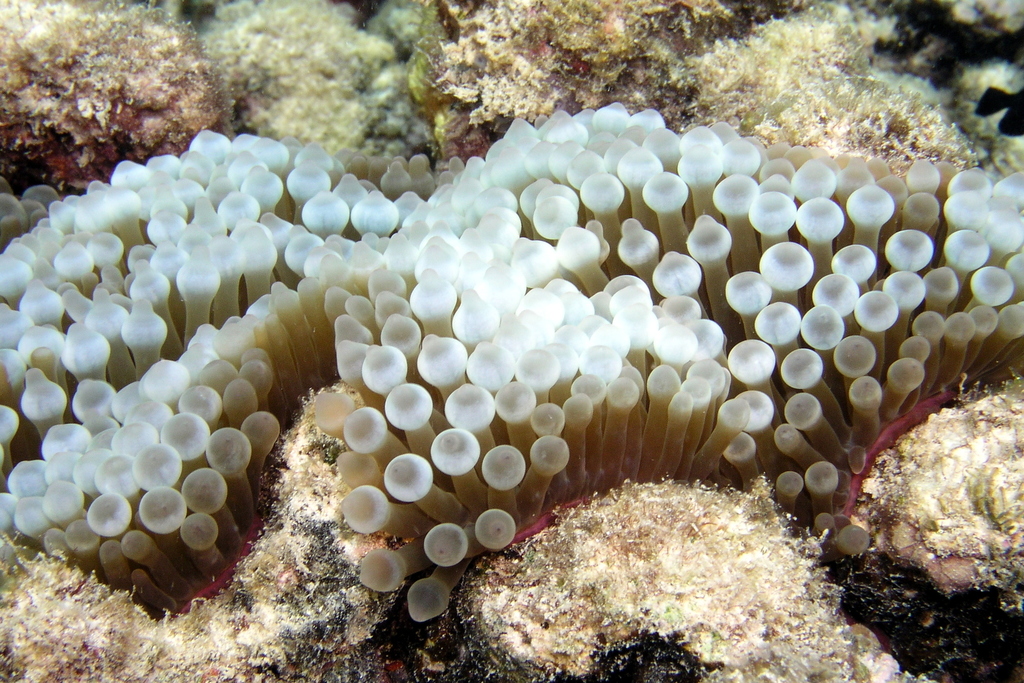Bubble-tip Anemone