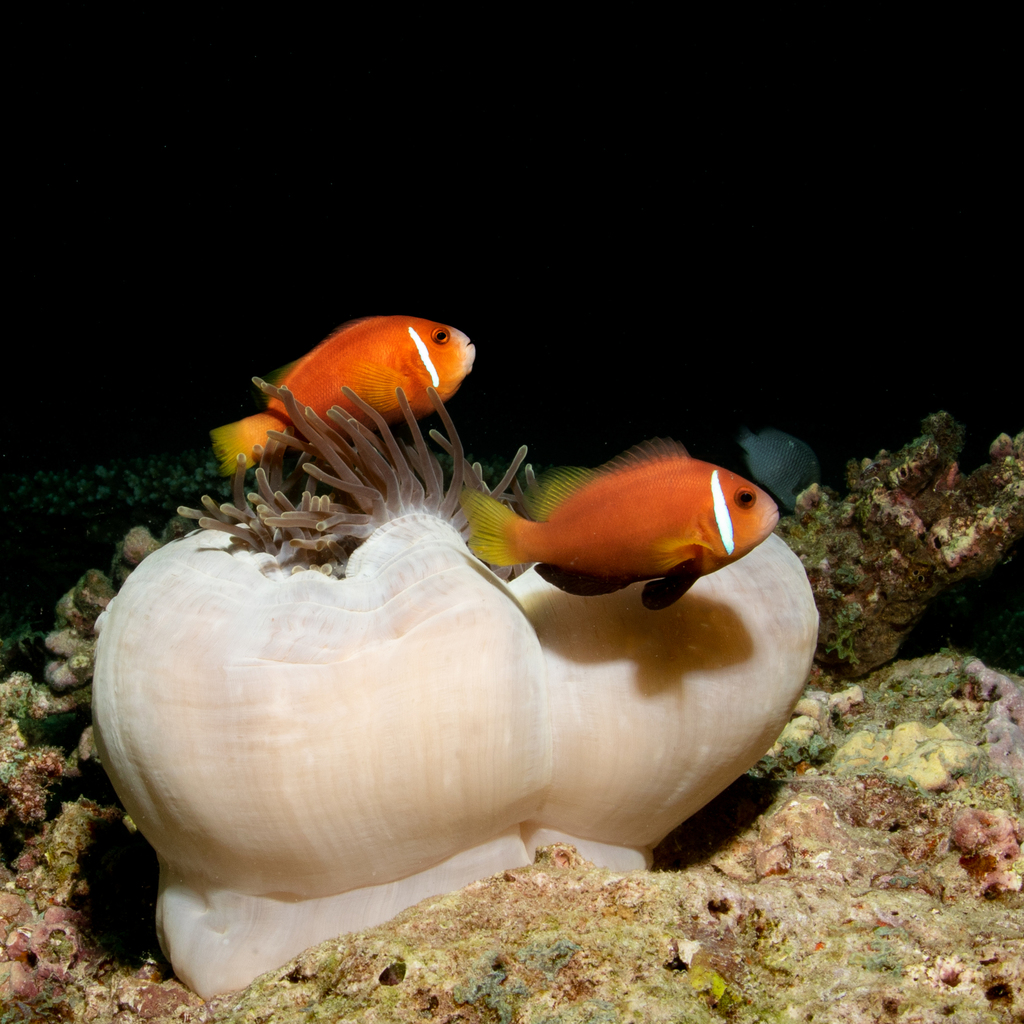 Blackfin Anemonefish