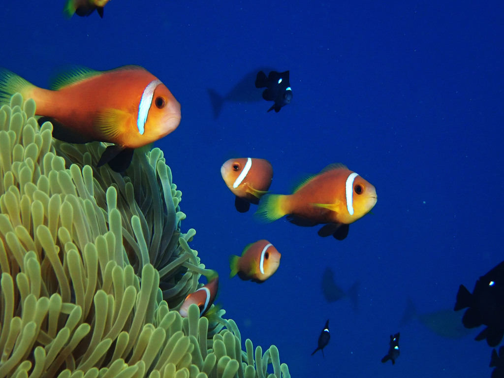 Blackfin Anemonefish