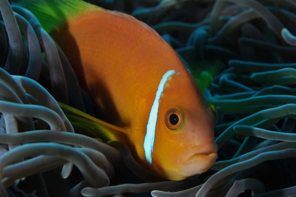 Blackfin Anemonefish