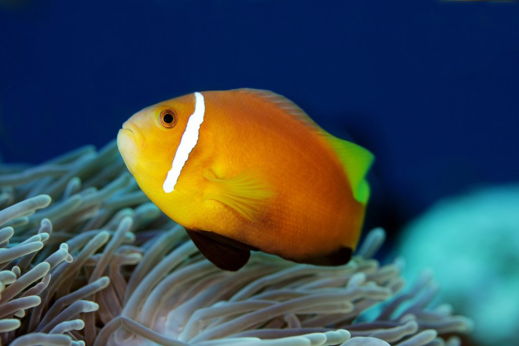 Blackfin Anemonefish