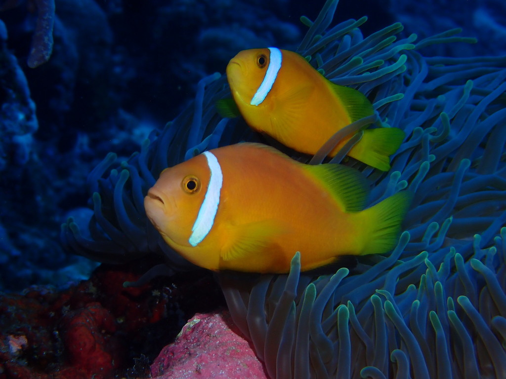 Blackfin Anemonefish